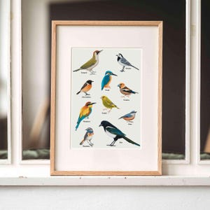 Póster pájaros domésticos, póster pájaros A4 | A3, opcionalmente enmarcado o con barra para póster