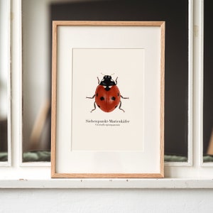 Immagine di coccinella, poster di coccinella A4, a scelta incorniciato o con barra per poster