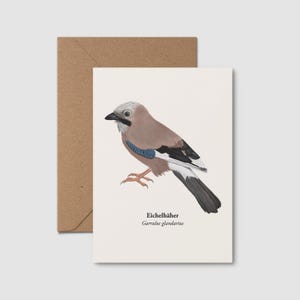 Cartolina con ghiandaia | Cartolina con uccello e disegno di ghiandaia disegnato a mano | Cartolina con arte naturalistica | Mini stampa artistica, con cornice opzionale