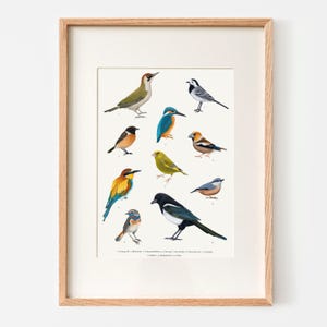 Cartel de aves aves nativas | Lámina artística para identificación de aves | Póster de naturaleza para decoración de habitación infantil A3/A4