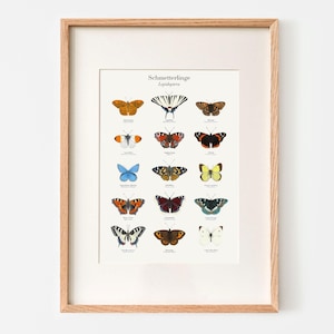 Schmetterling Poster, Kunstdruck heimische Schmetterlinge, optional gerahmt oder mit Posterleiste, das perfekte Geschenk für Naturliebhaber