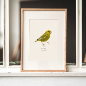Immagine del verdone, poster di uccelli con disegno del verdone (tedesco e latino), a scelta incorniciato o con barra poster, regalo per gli amanti degli uccelli