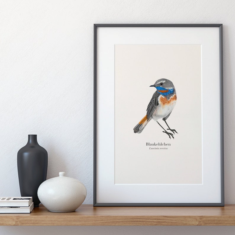 Bird poster with bluethroat illustration Luscinia svecica, nature art print A4, German and Latin image 4