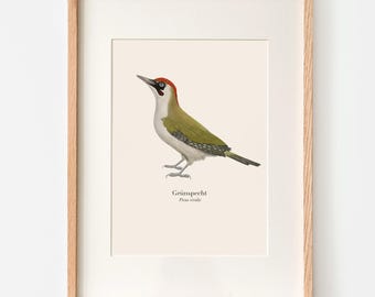 Póster de pájaro carpintero verde A4 | Ilustración de Picus viridis | Lámina artística de pájaro carpintero | Dibujo de pájaro | Regalo para amantes de las aves