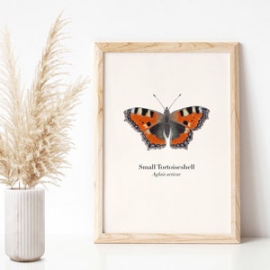 Cartel de mariposa A4, arte impreso naturaleza, dibujo Aglais urticae
