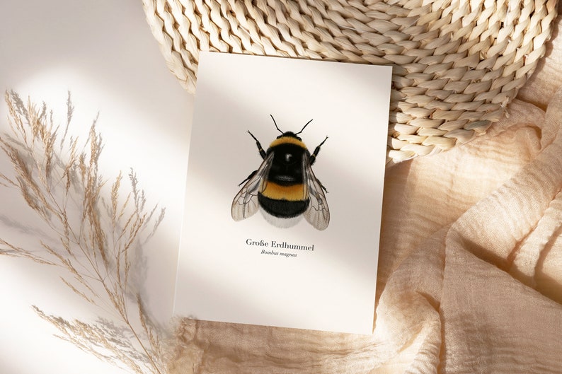 Póster de la naturaleza con dibujo del abejorro grande Bombus magnus, imagen del abejorro, impresión artística opcionalmente enmarcada o con barra para póster A: ungerahmt