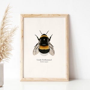 Póster de la naturaleza con dibujo del abejorro grande Bombus magnus, imagen del abejorro, impresión artística opcionalmente enmarcada o con barra para póster imagen 7