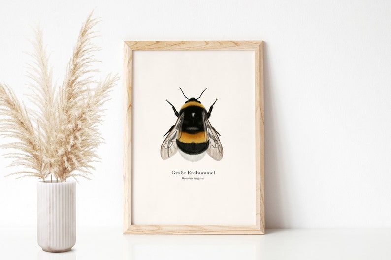Póster de la naturaleza con dibujo del abejorro grande Bombus magnus, imagen del abejorro, impresión artística opcionalmente enmarcada o con barra para póster imagen 7