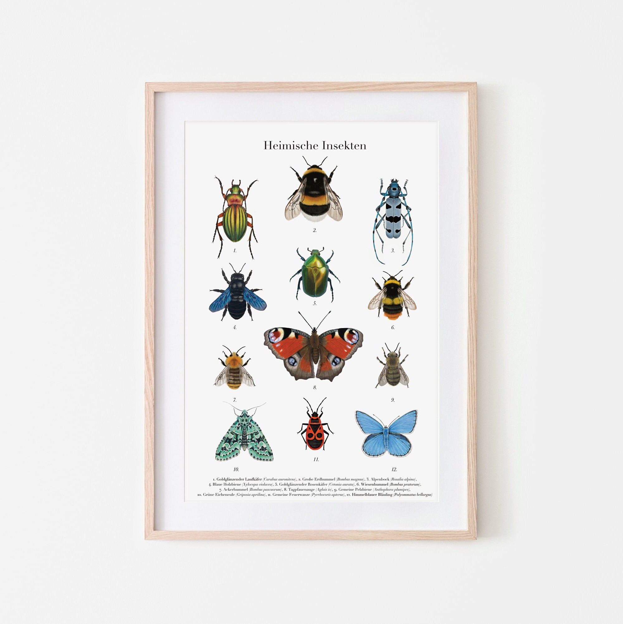 Insect Poster, Learning Poster Native Insects (german and Latin ...