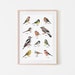 see more listings in the Poster Birds section
