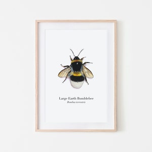 Hummel Poster A4, Kunstdruck auf hochwertigem Leinenstrukturpapier