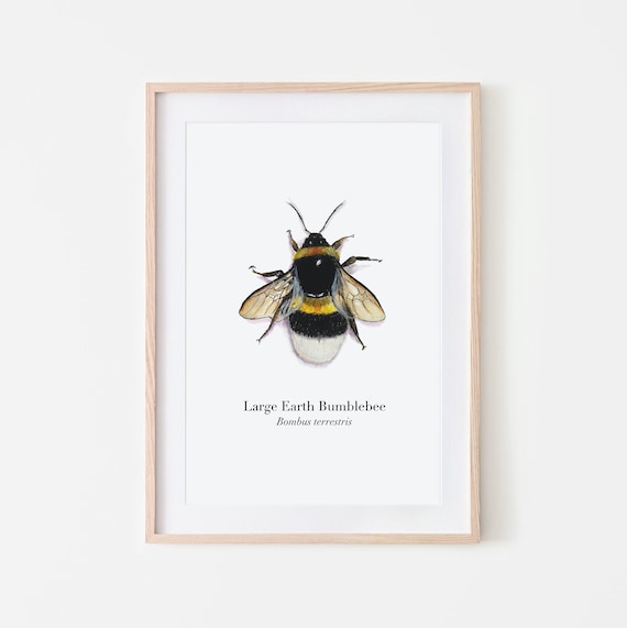 Hummel Poster A4, Kunstdruck auf hochwertigem Leinenstrukturpapier