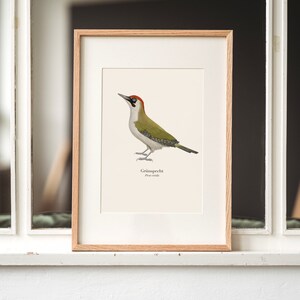 Grünspecht Bild, Vogel Poster A4, Geschenk Naturliebhaber und Vogelliebhaber, optional gerahmt oder mit einer Posterleiste