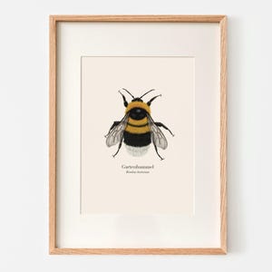 Poster A4 con bombo da giardino – illustrazione di ape selvatica su carta naturale | Poster con bombo nativo | Regalo per gli amanti della natura