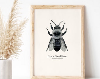 Bee Poster Gray Sand Bee, Wild Bee Drawing, Nature Art Print A4