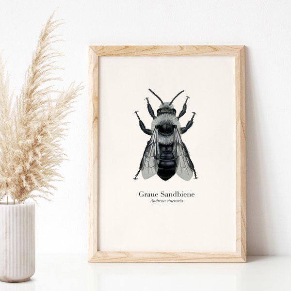 Bienen Poster Graue Sandbiene, Wildbiene Zeichnung, Natur Art Print A4