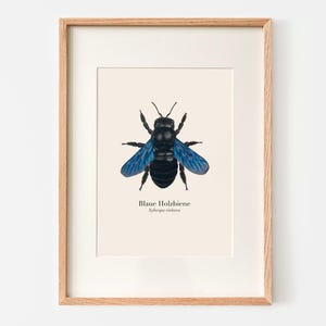 Biposter med teckning av ett blått snickarbi, konsttryck natur, biposter A4, valfritt inramad eller med posterremsa