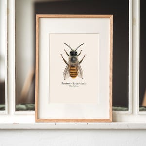 Póster de abeja con dibujo de abeja albañil roja oxidada (Osmia bicornis) | Impresión de arte naturaleza A4