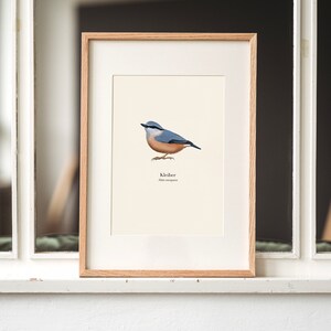 Kleiber Bild, Vogel Poster A4 (deutsch & lateinisch), optional gerahmt oder mit einer Posterleiste, Geschenk Naturfreunde und Vogelliebhaber