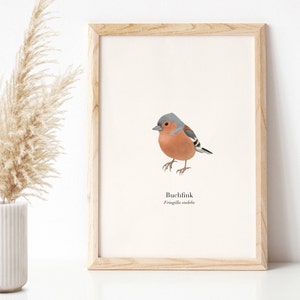 Imagen de pájaro con ilustración de pinzón, póster de naturaleza A4 (alemán y latín), póster de especies de aves locales