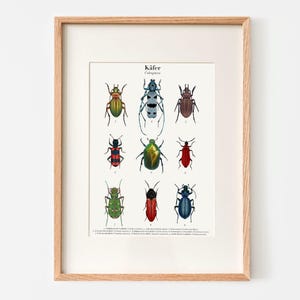 Póster Escarabajo A4 | Impresión de naturaleza A3, opcionalmente enmarcada o con riel para póster.