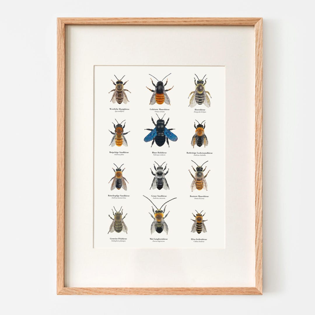 Bee Poster | Art Print With Drawings of Twelve Native Bee Species ...
