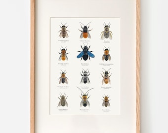 Póster de abejas | Lámina artística con dibujos de doce especies de abejas autóctonas | Disponible enmarcado o con colgador | Regalo para apicultores