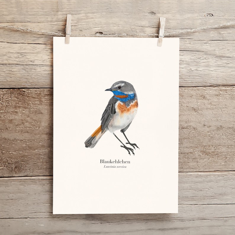 Bird poster with bluethroat illustration Luscinia svecica, nature art print A4, German and Latin image 2