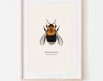 Bumblebee poster - tree bumblebee (Bombus hypnorum) - nature art print in German and Latin, optionally with a poster bar or framed