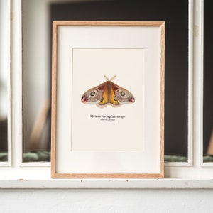 Schmetterling Bild Kleines Nachtpfauenauge, Motte Poster, optional gerahmt oder mit einer Posterleiste