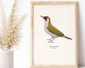 Green woodpecker picture, bird poster A4, gift for nature lovers and bird lovers, optionally framed or with a poster rail