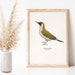 see more listings in the Poster Birds section