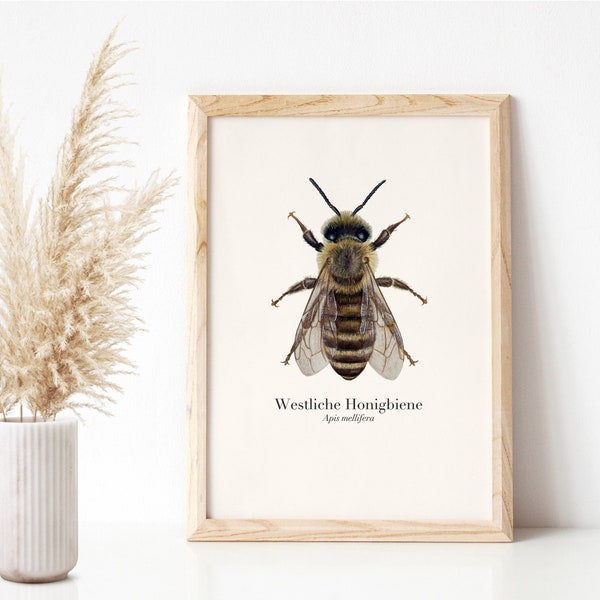 Bienen Poster Honigbiene, Zeichnung westliche Honigbiene, Naturposter A4