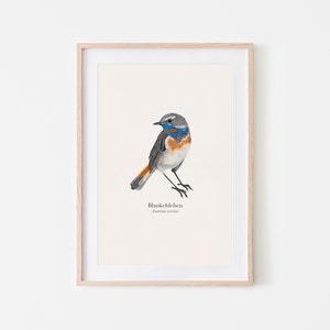 Bird poster with bluethroat illustration Luscinia svecica, nature art print A4, German and Latin image 3