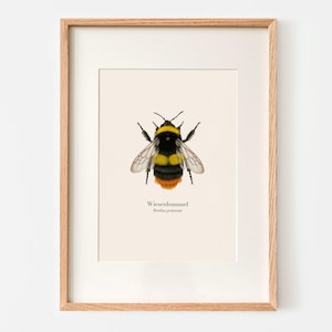 Poster con illustrazione di un bombo di prato – regalo per gli amanti della natura – A4 – stampa artistica naturalistica – a scelta con cornice o con binario per poster