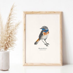 Poster di uccelli con illustrazione di pettazzurro (Luscinia svecica), stampa artistica naturalistica A4, tedesco e latino