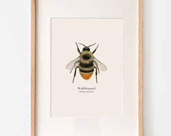 Forest Bumblebee Poster – Bumblebee Drawing as Art Print – Nature Poster Bombus sylvarum – Wild Bee Illustration