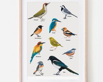 Poster domestic birds, poster birds A4 | A3, optionally framed or with a poster bar