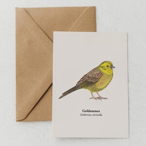 Carte postale oiseau – carte de vœux avec dessin de chardonneret – carte postale d’art nature – cadeau pour les amoureux des oiseaux – mini impression A6, encadrée de manière originale