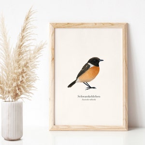 Stampa di uccelli con illustrazione del saltimpalo, poster naturalistico A4 tedesco e latino, decorazione da parete per amanti della natura