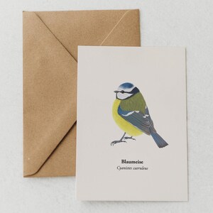 Carte postale mésange bleue, photo mésange bleue, carte postale d'art avec dessin d'oiseau, mini impression A6, carte de vœux amoureux de la nature, encadré en option