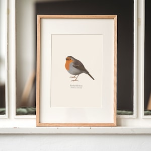 Cuadro de Robin, pájaro tipo póster, opcionalmente enmarcado o con barra para póster