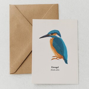 Carte postale Martin-pêcheur, carte de vœux avec dessin de martin-pêcheur, mini tirage d'art A6
