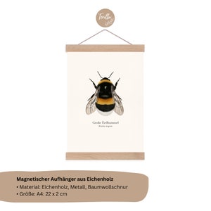 Póster de la naturaleza con dibujo del abejorro grande Bombus magnus, imagen del abejorro, impresión artística opcionalmente enmarcada o con barra para póster B: mit Posterleiste