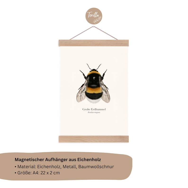 Póster de la naturaleza con dibujo del abejorro grande Bombus magnus, imagen del abejorro, impresión artística opcionalmente enmarcada o con barra para póster B: mit Posterleiste
