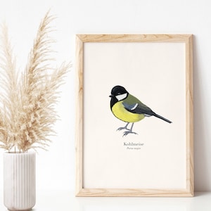 Vogel Poster A4, Kunstdruck mit Kohlmeise Illustration (deutsche und lateinische Beschriftung)