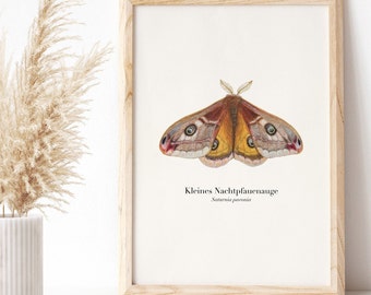 Butterfly Picture Small Peacock Moth Poster, optionally framed or with a poster bar