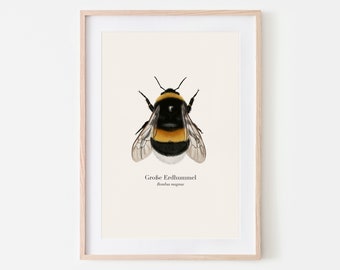 Nature poster with drawing of the large bumblebee (Bombus magnus), bumblebee picture, art print optionally framed or with a poster bar