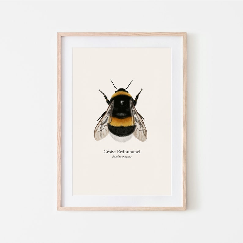 Póster de la naturaleza con dibujo del abejorro grande Bombus magnus, imagen del abejorro, impresión artística opcionalmente enmarcada o con barra para póster imagen 1