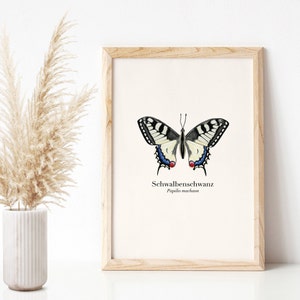 Schmetterling Bild, Kunstdruck A4 mit Schwalbenschwanz Illustration (deutsch & lateinisch)